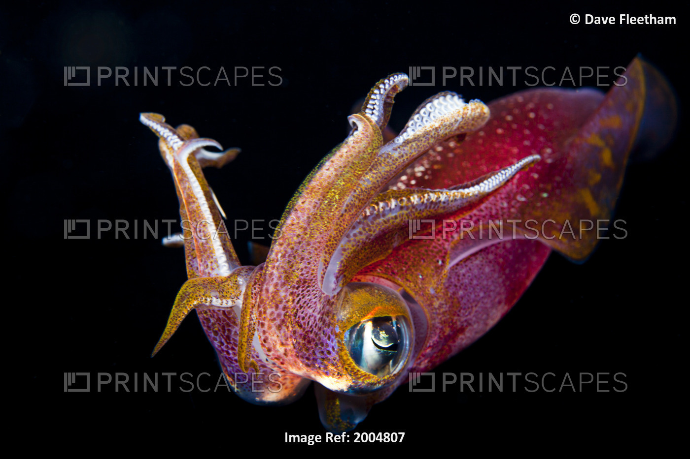 Hawaii. Maui, Kapalua, Close Up Of A Male Oval Squid During A Night Dive.