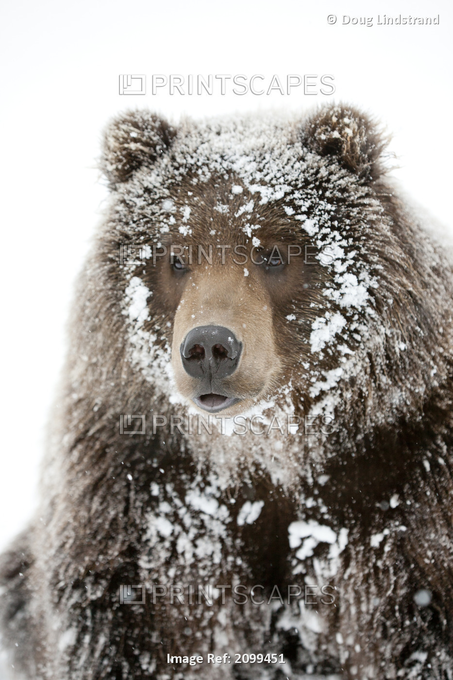Captive: Male Brown Bear With A Frosty Face Lying On Snow, Alaska Wildlife ...