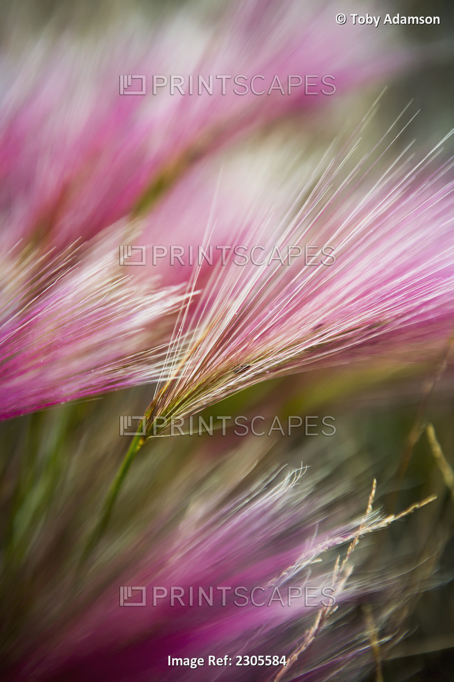 Grass seed heads during short summer period; Greenland