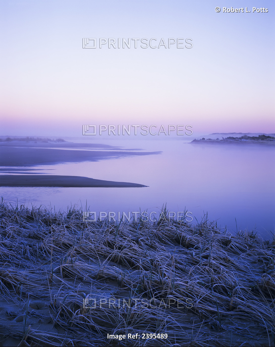 Frost Coats The Beach Grass On The Salt Marsh; Florence, Oregon, United States ...