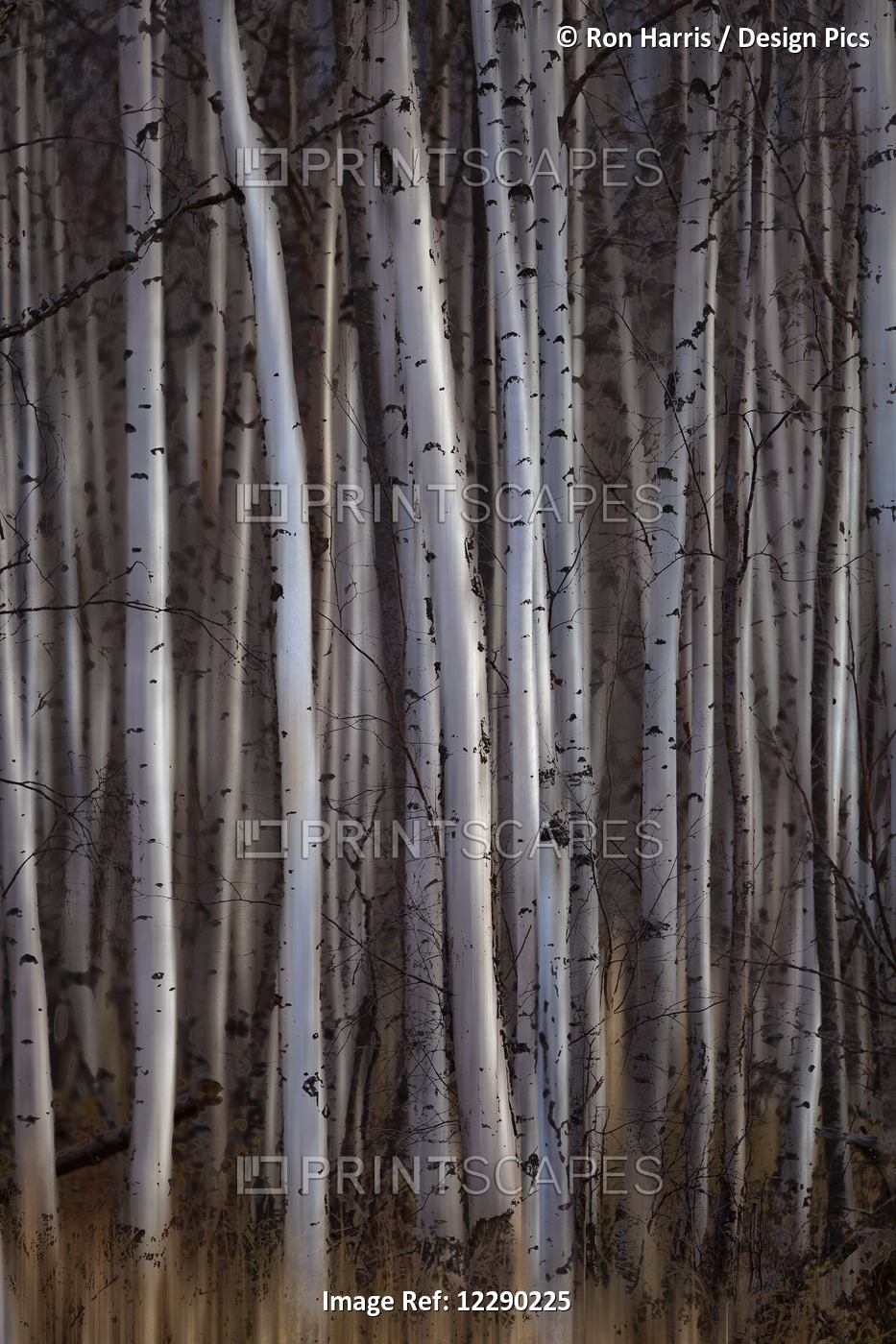 Forest Of Birch Trees; Alberta, Canada