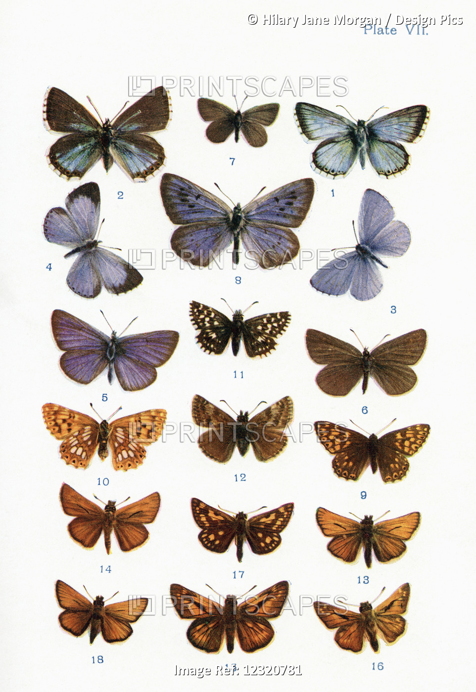 Different Types Of Butterflies. Illustration By W.s.furneaux. From The Book ...