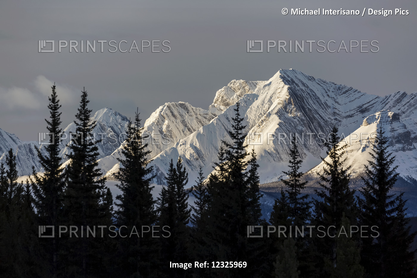 Snow Covered Mountains With Early Morning Light, Silhouetted Forest In The ...