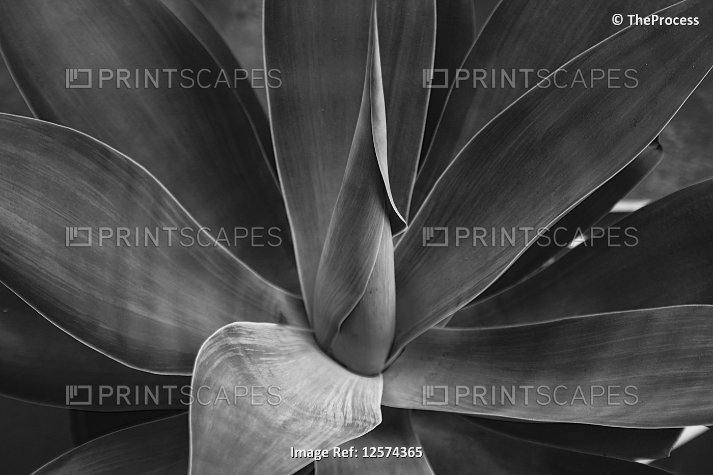 Black and white close-up of an agave plant