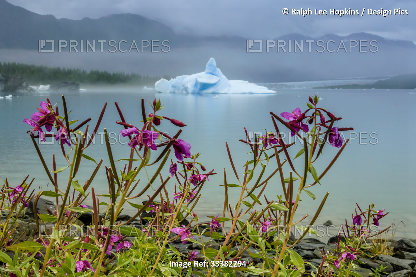 Fireweed (Chamaenerion angustifolium) and sculpted blue iceberg in Bear Glacier ...
