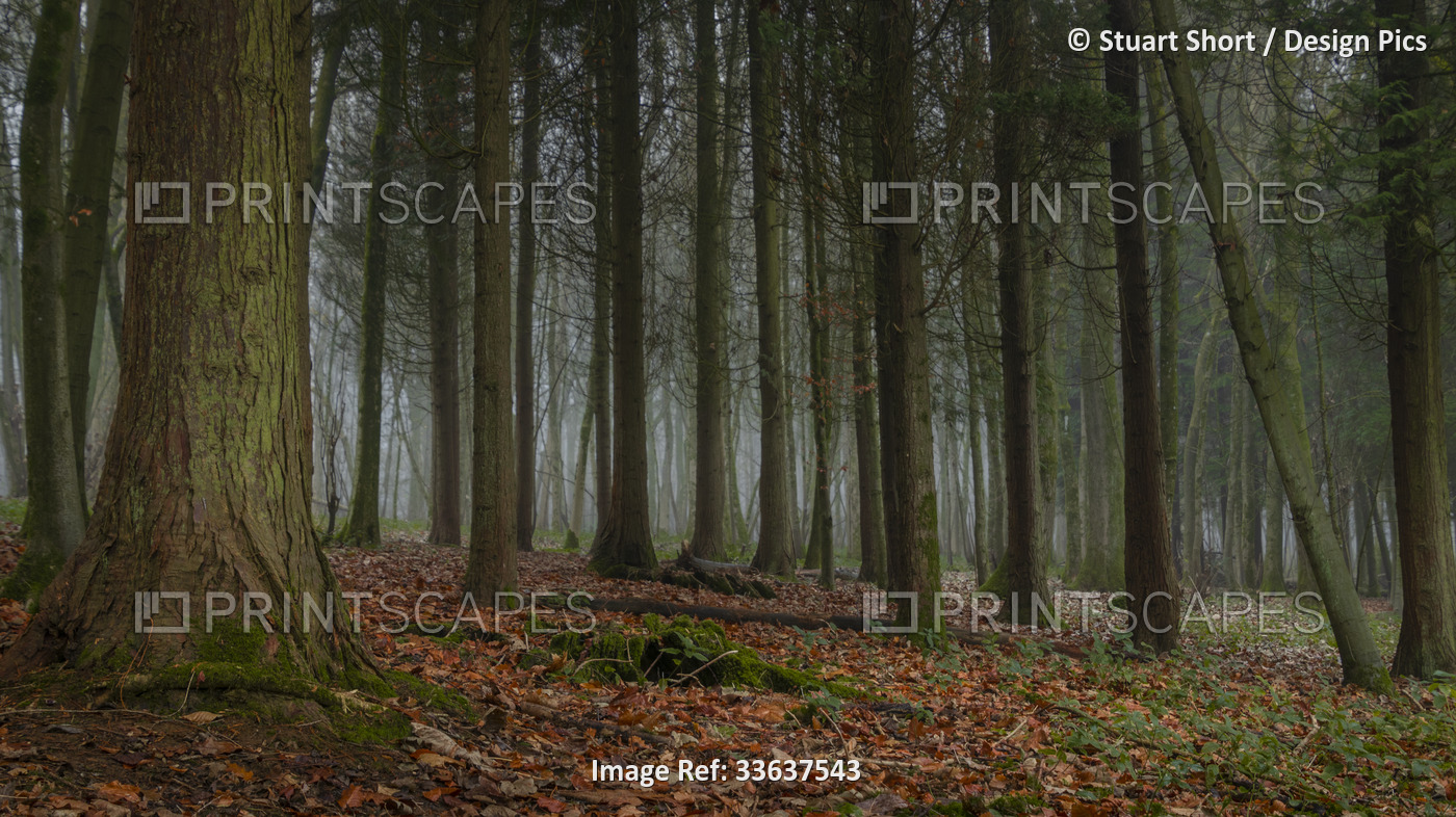 A thin fog lingers in a forest of evergreen trees; Brighton, East Sussex, ...