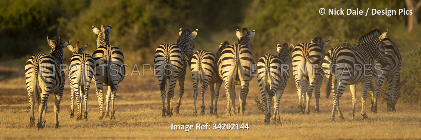 Panorama of Plains zebras (Equus quagga) walking towards bushes in Chobe ...