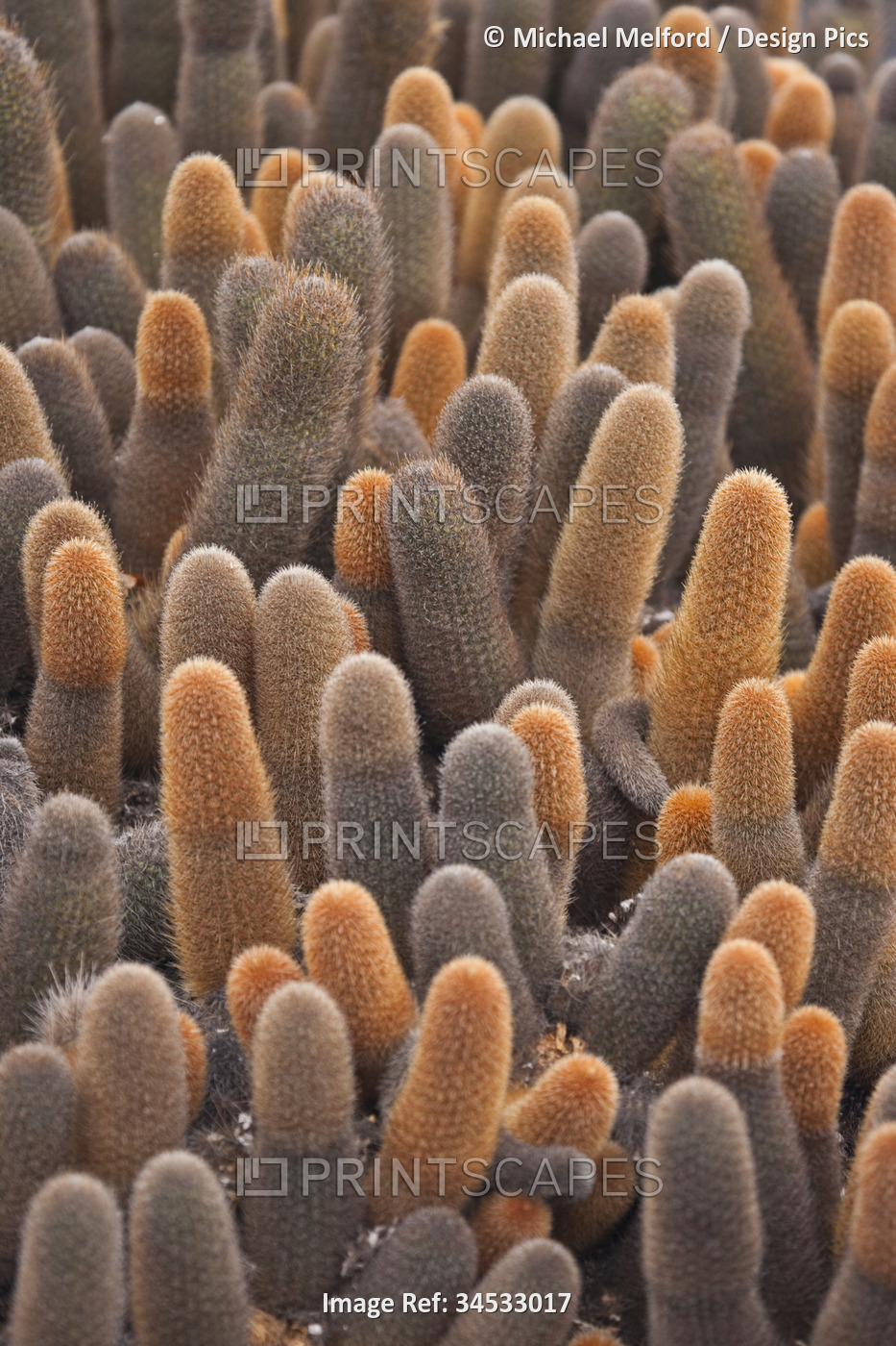 Close view of Lava Cactus (Brachycereus nesioticus); Galapagos Islands, Ecuador