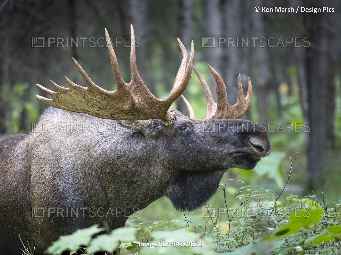 Close-up portrait of a large, bull moose (Alces Alces) scanning the boreal ...