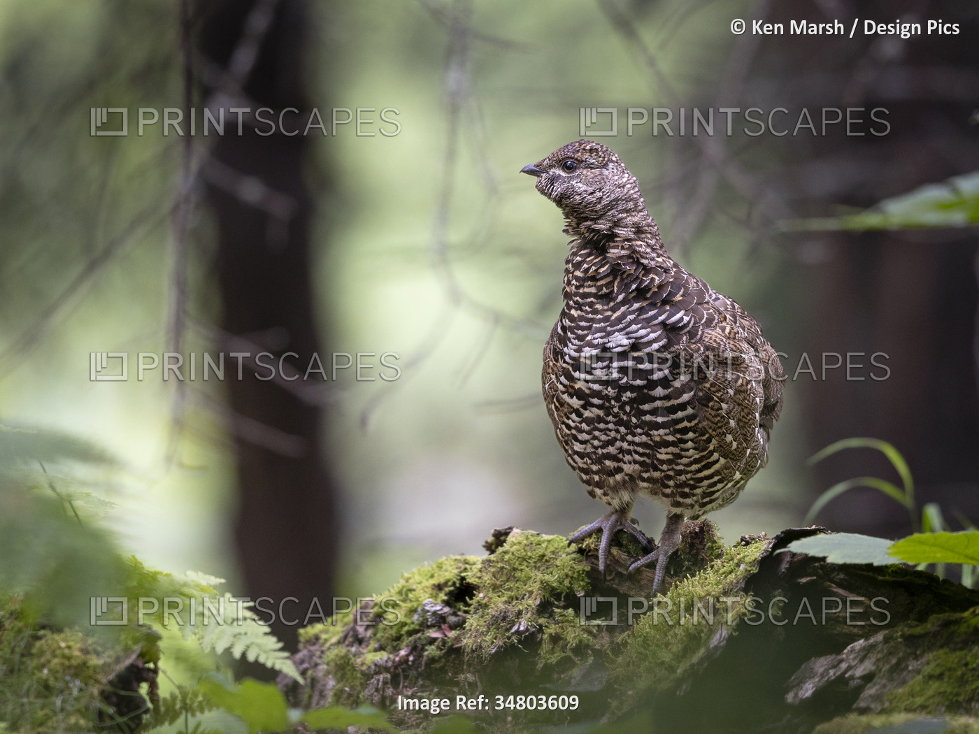 A female spruce grouse (Falcipennis canadensis) stands attentively in a ...