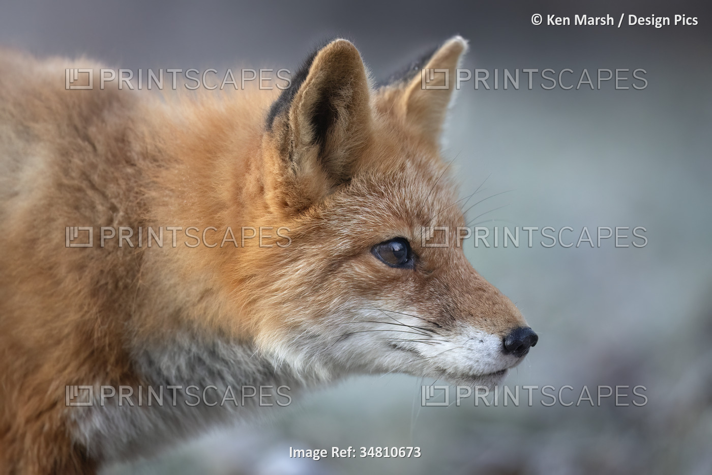 Close-up portrait of the profile of a red fox (Vulpes vulpes) as he hunts on a ...